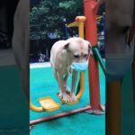 爆笑🤣 #犬 #おもしろ動画