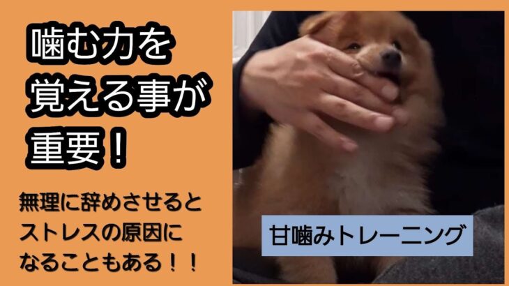 【子犬　甘噛みしつけ】かわいいポメラニアン　ららの成長日記