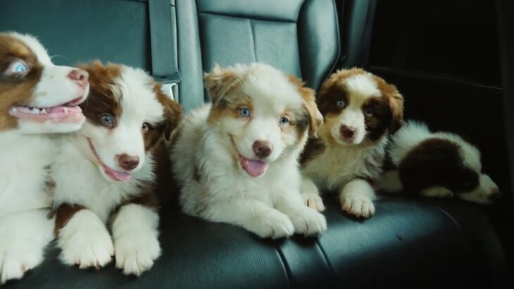 かわいい子犬の犬の顔