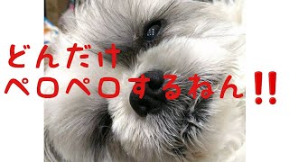 【シ－ズ－】#舐めすぎ #ペット犬 #おもしろ犬 #癒し犬 #こむぬりチャンネル