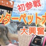 【インターペット大阪】大興奮！試食でハプニング!?フォト撮影はドタバタでどうなるの!?【元繁殖犬ダックスフンド】