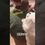 【じゅうぞう君の日常】肩揉み犬 #ペキニーズ #犬 #癒し #アイドル