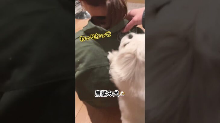 【じゅうぞう君の日常】肩揉み犬 #ペキニーズ #犬 #癒し #アイドル