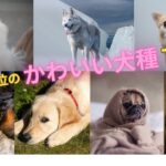 かわいい犬種７選！人気犬種の魅力を紹介