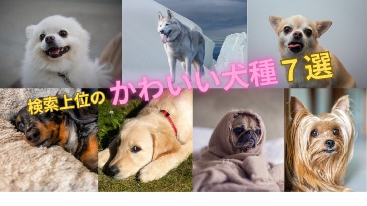 かわいい犬種７選！人気犬種の魅力を紹介