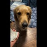 自分の罪を直視したくないのは犬も同じw  #Golden Retriever,#short、 ＃犬おもしろ動画、＃困り表情犬