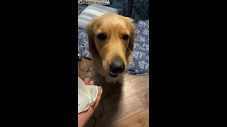 自分の罪を直視したくないのは犬も同じw  #Golden Retriever,#short、 ＃犬おもしろ動画、＃困り表情犬