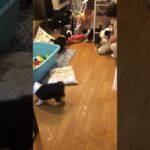 ボーダーコリー　7匹の子犬達　楽しく遊んでいたらハプニング #puppy #cute