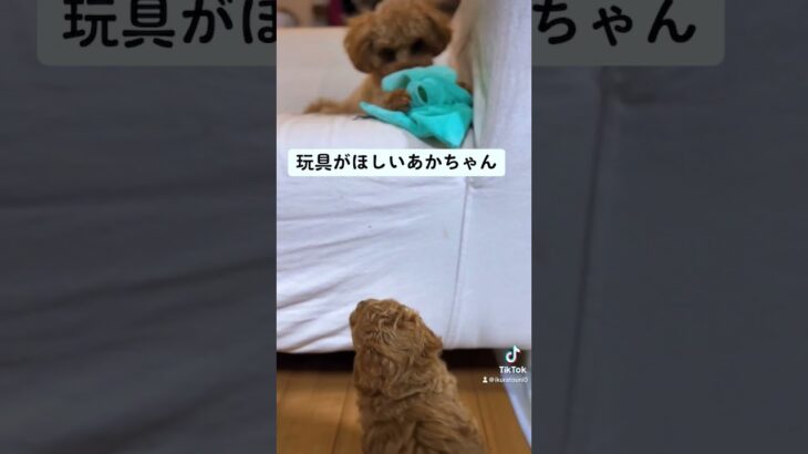 たらこ🥲＃犬のいる暮らし #犬のいる生活#癒しのペット #癒し動画＃いぬ＃犬#プードルのいる生活 #7H #shorts #犬赤ちゃん ＃いぬ赤ちゃんのいる生活#赤ちゃんかわいい#赤ちゃんがいる生活