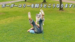 ボーダーコリーはオススメしません！飼ったらハプニング連続でヘトヘト人生になりますよ！だけど可愛いボーダーコリーがこの子！　〜Bordercollieとぺぇーさん家〜