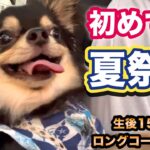 初めての夏祭り！／夏 犬の散歩／犬 思い出／Chihuahua／ショート動画 面白い／子犬の成長記録／ペットおもしろ動画／可愛いチワワの映像／ロングコートチワワ ブラックタン【暴れん坊 大吉】