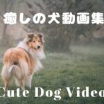 癒しの犬動画集　Cute dog clips