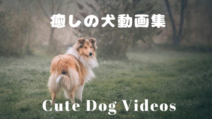 癒しの犬動画集　Cute dog clips