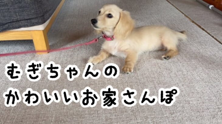 子犬のむぎちゃんのかわいいお家散歩　No.43