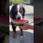 スイカ志村食いに挑戦するバーニーズマウンテンドッグ 🍉# バーニーズマウンテンドッグ #大型犬のいる暮らし #大型犬 #癒し #かわいい#cute #shorts