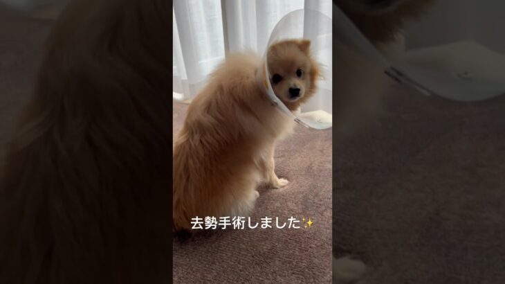 去勢手術後の様子。 #ポメラニアン #わんこ #子犬 #犬 #dog #pomeranian #puppy #愛犬 #cute #かわいい #ポメラニアンの日常