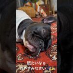 究極に眠たいほたる。 #frenchbulldog #フレンチブルドッグ #フレブル #可愛い犬 #愛犬 #癒しのペット #可愛い犬の動画