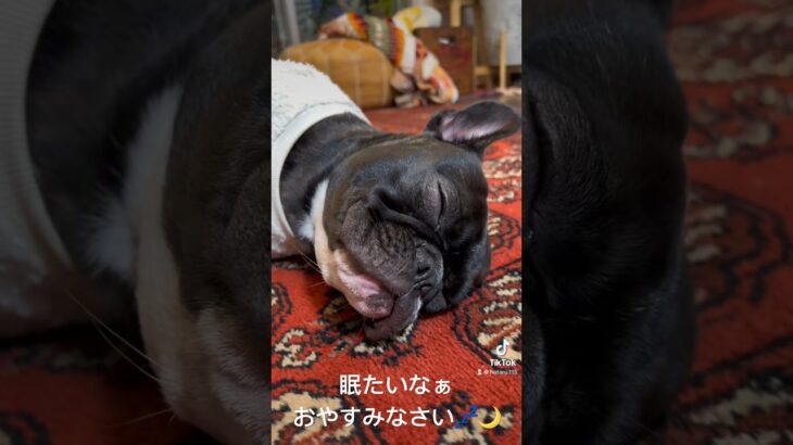 究極に眠たいほたる。 #frenchbulldog #フレンチブルドッグ #フレブル #可愛い犬 #愛犬 #癒しのペット #可愛い犬の動画