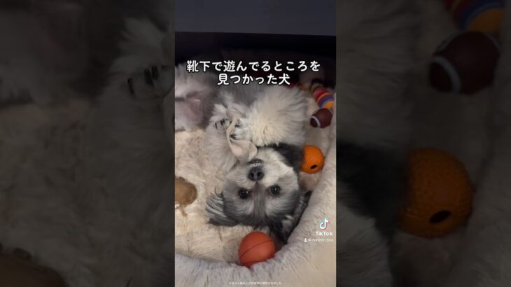 【爆笑犬！】靴下で遊んでるところを見つかる！！ #おもしろ動画 #おもしろ犬 #マルポメ #可愛い犬 #lol #shorts #shortvideo