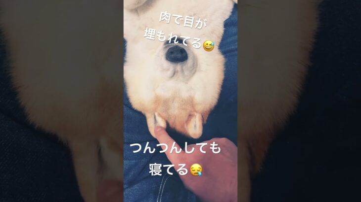 【老犬ホーム】目が肉で埋もれてる柴犬める #shiba #柴犬 #おもしろ犬 #柴犬める