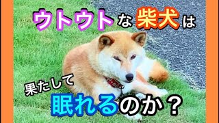 柴犬のお昼寝チャレンジ😂 まったりのんびり犬のいる暮らし🐕 #柴犬 #癒し #まったり #お昼寝 #チャレンジ #おもしろ #かわいい #犬のいる暮らし #shibainu #dog #cute