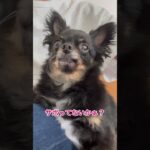 【監視犬】飼い主の動きを監視するチワワ(๑╹ω╹๑ )今日のみかん🍊#shorts #癒し #犬