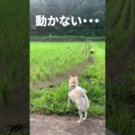 白柴ハクとサギ #犬と猫 #犬とサギ #白柴犬 #ハプニング #shorts