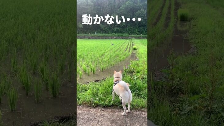 白柴ハクとサギ #犬と猫 #犬とサギ #白柴犬 #ハプニング #shorts