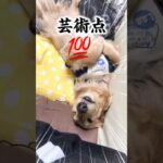 面白い顔で爆睡する犬 #shorts #dog #犬 #寝顔 #かわいい犬