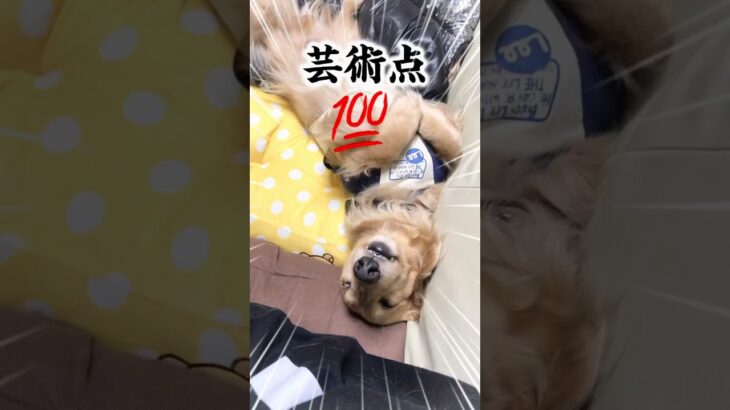 面白い顔で爆睡する犬 #shorts #dog #犬 #寝顔 #かわいい犬