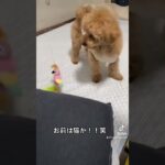 【癒し】お前は猫かっ！！笑#shorts #dog #犬のいる暮らし #犬 #癒し #かわいい犬