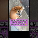 鳴き方がおもしろ過ぎる犬😂 #shorts #犬 #おもしろ #かわいい #shibainu #dog #cute #おすすめ 柴犬 コロ 癒し