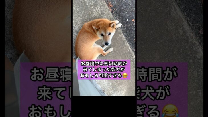 鳴き方がおもしろ過ぎる犬😂 #shorts #犬 #おもしろ #かわいい #shibainu #dog #cute #おすすめ 柴犬 コロ 癒し