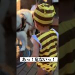 え？何してるん？【お散歩中のハプニング】#shorts #tiktok #夜店 #犬