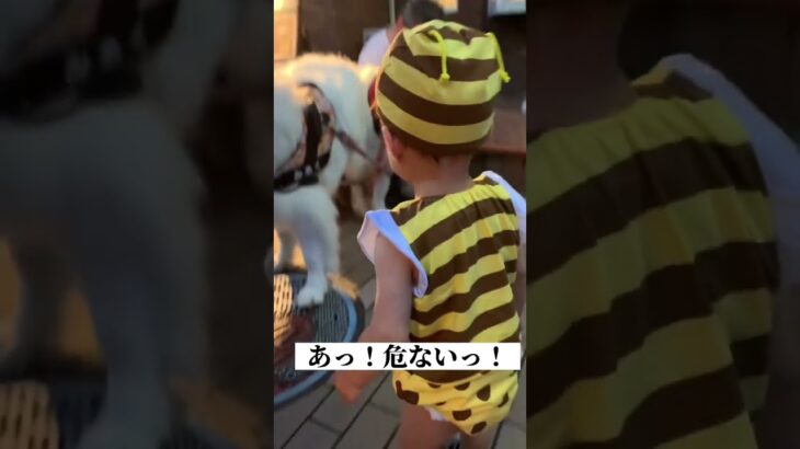 え？何してるん？【お散歩中のハプニング】#shorts #tiktok #夜店 #犬