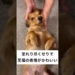 とろける表情の犬がかわいい#shorts #youtubeshorts #犬動画