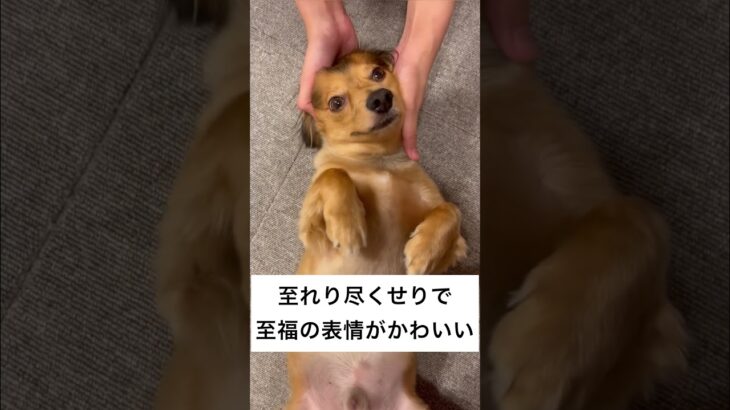 とろける表情の犬がかわいい#shorts #youtubeshorts #犬動画