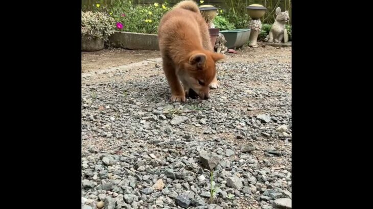 仕草がかわいい😍#いやし #sibainu #柴犬 #sibadog #子犬 #赤ちゃん