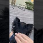 後頭部だけですでにかわいい犬