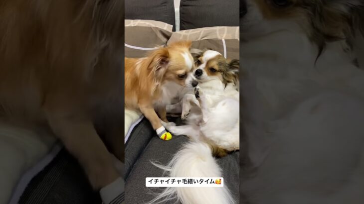 いつも仲良し😍🐶 #いぬとの暮らし #かわいい犬 #チワックス #パピチワ #わんこ動画 #犬動画 #癒し動画