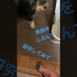 熊鈴を怖がった犬にビックリ🫢