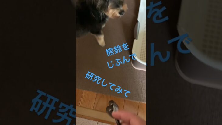 熊鈴を怖がった犬にビックリ🫢