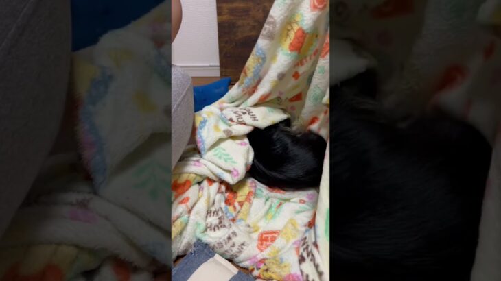 毛布に何かいる #ペット #猫 #癒し #アメリカンカール #かわいい #犬 #動物 #チワックス #かくれんぼ