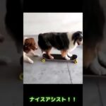 スケボーに乗る犬（アシスト付）