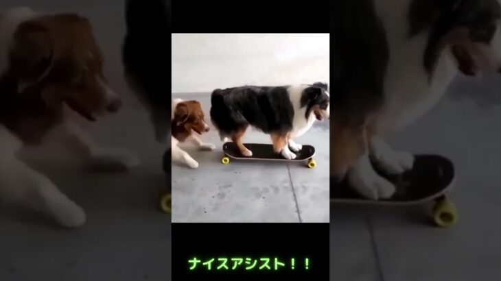 スケボーに乗る犬（アシスト付）