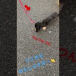 おもしろすぎた犬カニ合戦