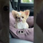 ⁡【夏仕様に衣替え】#犬 #チワワ #ペキニーズ #わんこ #癒し動画 #グルーミング ⁡⁡