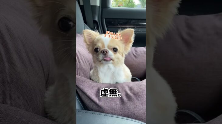 ⁡【夏仕様に衣替え】#犬 #チワワ #ペキニーズ #わんこ #癒し動画 #グルーミング ⁡⁡