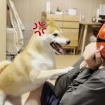 【おもしろ】ムキ顔で襲ってくる柴犬に鬼をぶつけた結果がこちらです