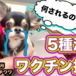 ５種混合ワクチン接種に行ってきた！／犬 病院 震える／ロングコートチワワ ブラックタン／子犬の飼い方育て方／室内犬 初めて飼う／子犬の成長記録／ペットおもしろ動画／可愛いチワワの映像【暴れん坊 大吉】